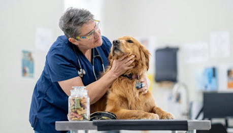 Your Pet Looks Healthy - So Why Are Vet Bills Still Going Up?