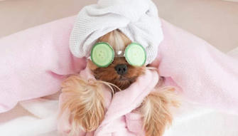 Luxury Pet Services on the Rise: From Pet Spas to Custom Pet Cuisine