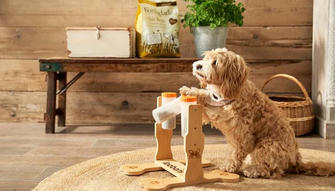 Fun and Engaging Activities to Keep Your Dog Mentally Stimulated