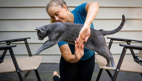 Can Cats Be Trained Like Dogs? Vet-Approved Tips & Tricks