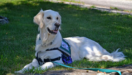 Unlock Your Dog's Hidden Potential: Fun Ways to Build Focus and Alertness