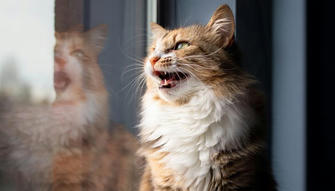 Why Is My Cat Meowing So Much? Understanding Feline Vocalization