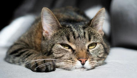 Is Your Cat Bored 10 Subtle Signs of Feline Boredom — And How to Fix It