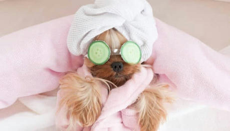 Luxury Pet Services on the Rise: From Pet Spas to Custom Pet Cuisine
