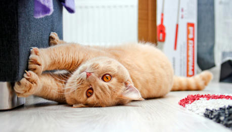 How to Stop Cats From Scratching the Furniture