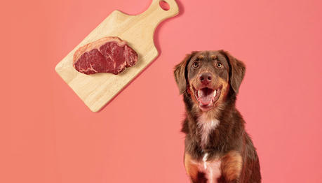 Is Raw Food Really Better? What Vets Are Saying in 2025