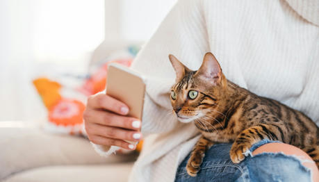 How to Make Your Cat TikTok Famous: 8 Tips to a Viral Craze