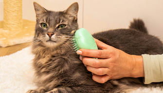 You're Probably Brushing Your Cat the Wrong Way---Here's Why