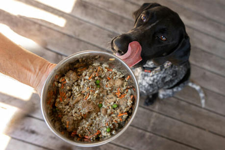 Raw vs. Cooked Pet Food: What's Best for Your Dog or Cat's Health?