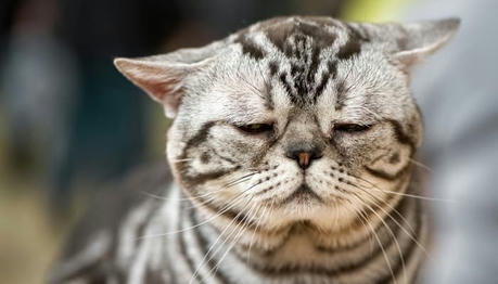How to Tell if Your Cat Is Depressed: 9 Vet-Reviewed Signs to Look For