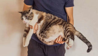Best Diet Tips for Overweight Cats: How to Help Your Cat Lose Weight Safely