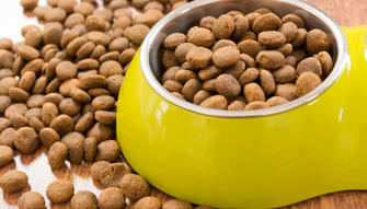 Grain-Free vs. Grain-Inclusive Diets: What’s Best for Your Pet?