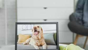 Why the Loss of a Pet Is So Challenging & Tips for Coping With Grief