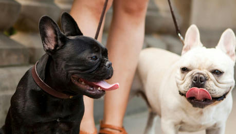 Top Signs Your Dog Might Be Overheating and What to Do Immediately