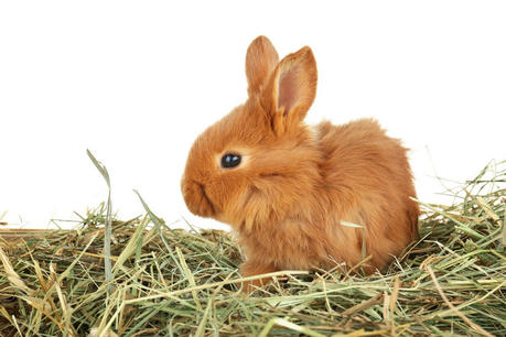 The Overlooked Dietary Needs of Pet Rabbits