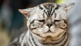 How to Tell if Your Cat Is Depressed: 9 Vet-Reviewed Signs to Look For