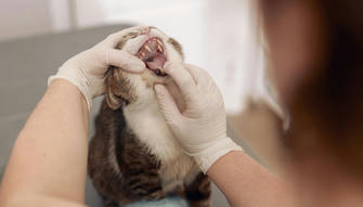7 Warning Signs Your Cat May Have a Serious Dental Problem