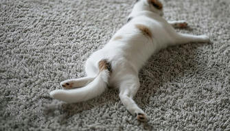 Why Do Cats Show You Their Butt? 6 Vet-Reviewed Reasons