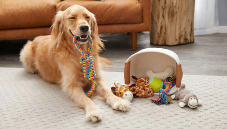 Why Do Dogs Bring You Toys When You Get Home?