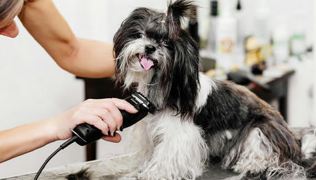 From Shaggy to Chic: Embracing the Joys (and Chaos) of At-Home Grooming