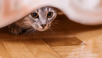 How to Tell If Your Cat Is Hiding Pain or Illness