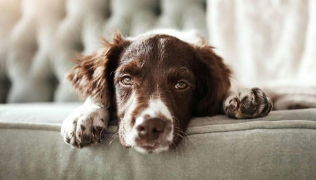 7 Early Signs of Parvovirus in Dogs Every Owner Should Know