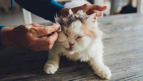 7 Subtle Signs of Cancer in Pets That Many Pet Parents Miss