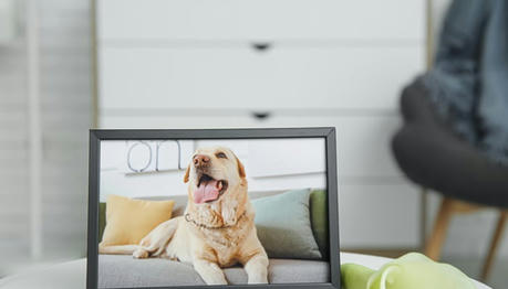 Why the Loss of a Pet Is So Challenging & Tips for Coping With Grief