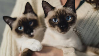 Your Cat Won't Cry for Help---Here's How to Know When It's Serious