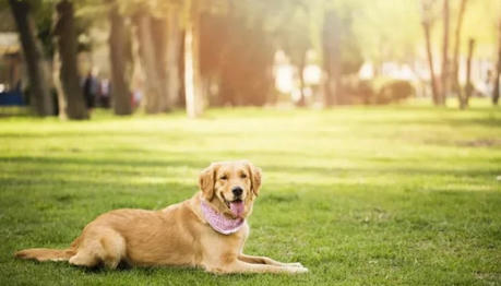 Save Your Dog's Life with These Crucial Vaccines: Here's What You Need to Know