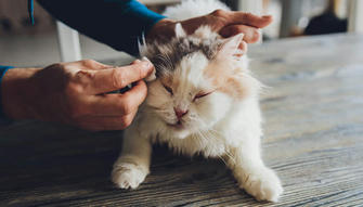 7 Subtle Signs of Cancer in Pets That Many Pet Parents Miss