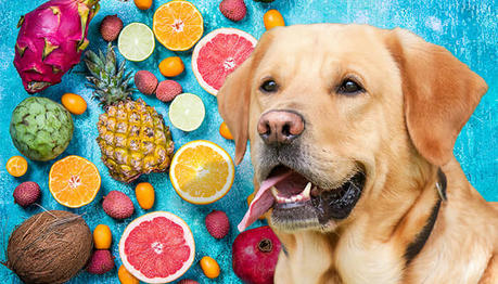 Safe Fruits and Vegetables for Dogs During Summer