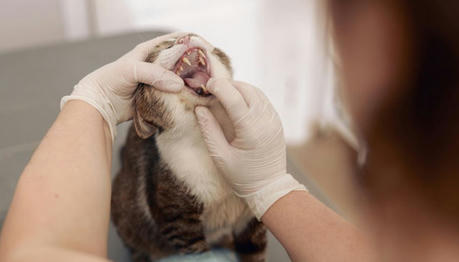 7 Warning Signs Your Cat May Have a Serious Dental Problem
