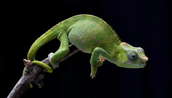 Thinking About Owning an Exotic Pet? Discover the Top 5 Choices and How to Care for Them!