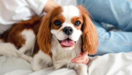 Are Our Pets Stressed? Recognizing and Easing Anxiety in Modern Pets