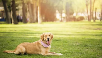 Save Your Dog's Life with These Crucial Vaccines: Here's What You Need to Know